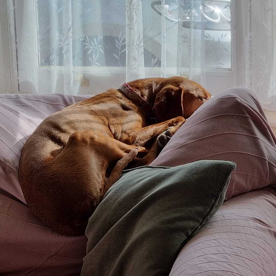 Lazy Sunday morning,  delighted to have found the 🌞 instagr.am/p/Cpr70dUIHVr/