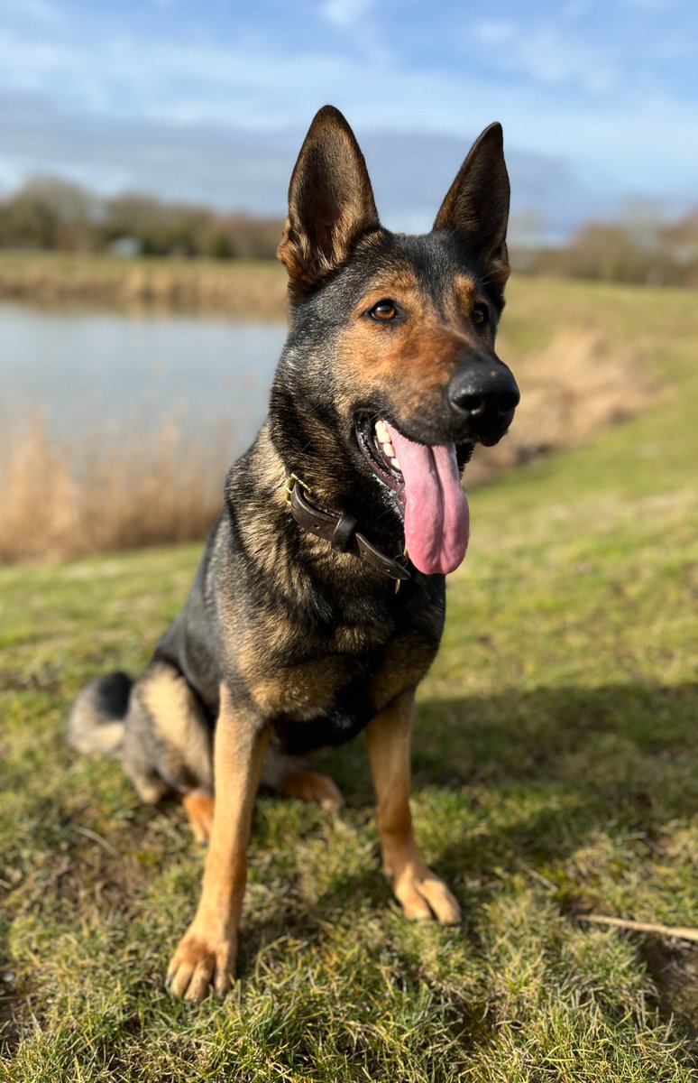 Yesterday evening PD Dahl responded to a vulnerable missing person in South Beds. She put her nose to good use and tracked to where the person had hidden, bringing help to them. 

#NotJustCrime #TheNoseKnows