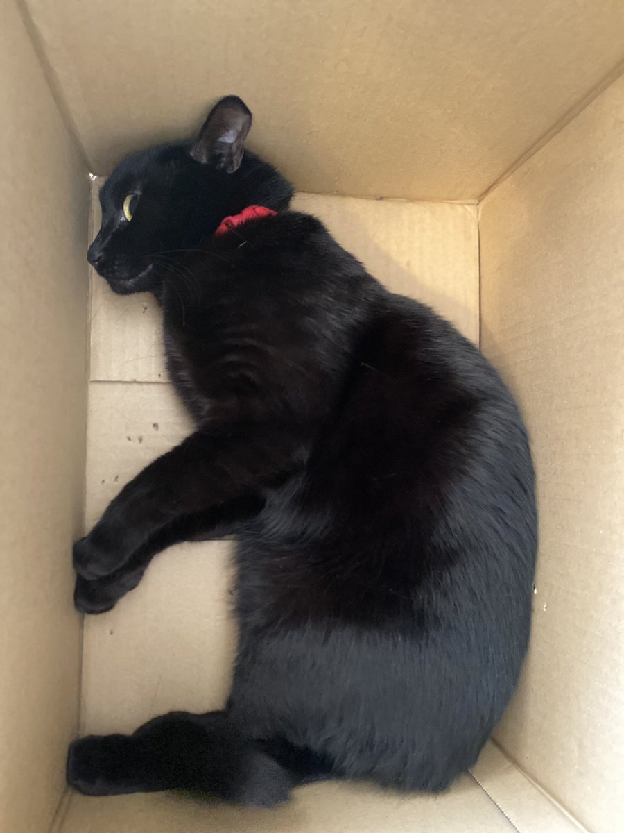 takemeunder8's tweet photo. 箱にハマってチラっと見てますニャ🐈‍⬛👀 https://t.co/rOcpYQRLPB