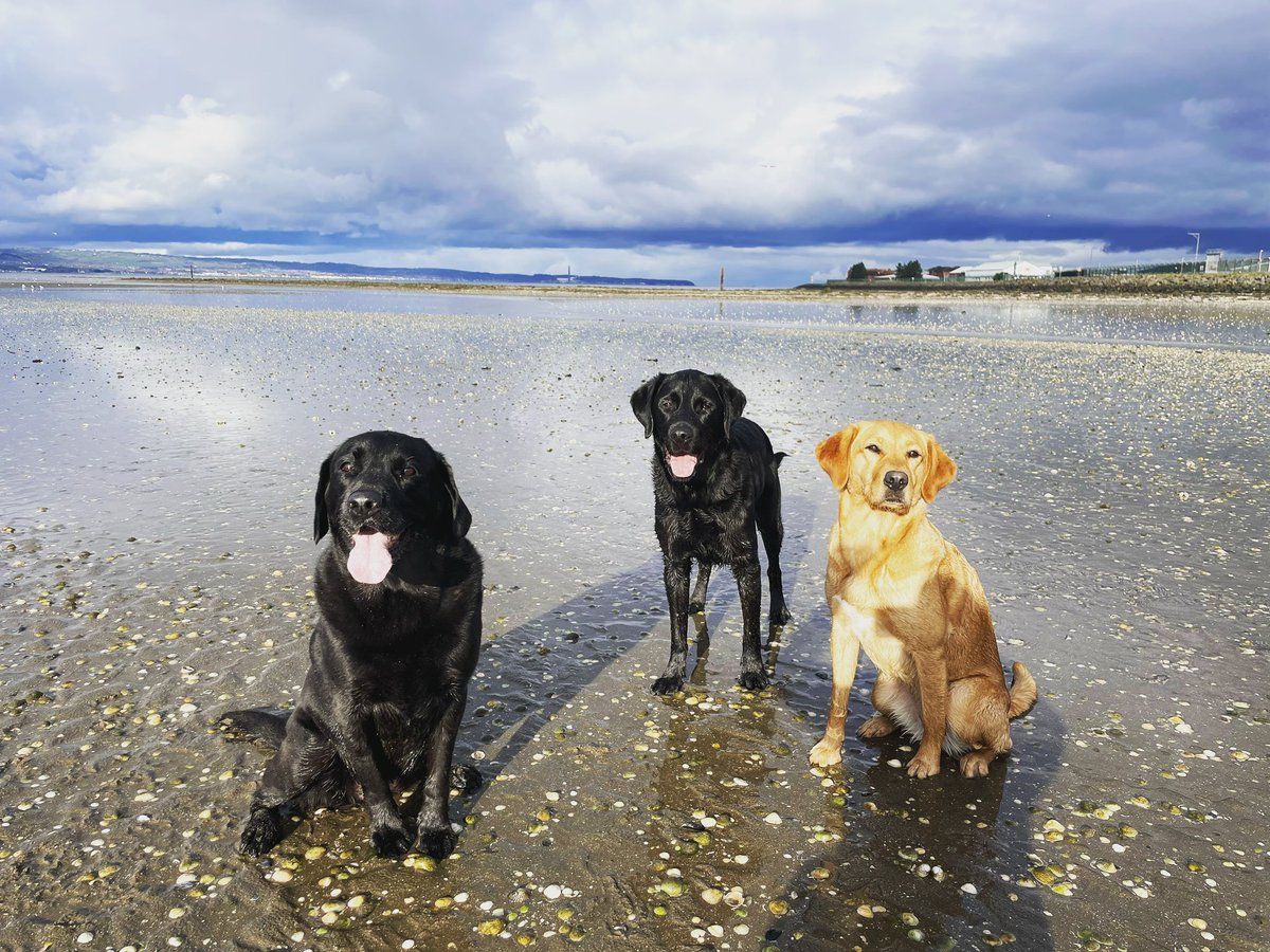 LadyLab17's tweet image. We’re so very proud to have had a small part in that. 

It’s great to be able to still see him &amp;amp; have him on his #pawlidays from his important work.