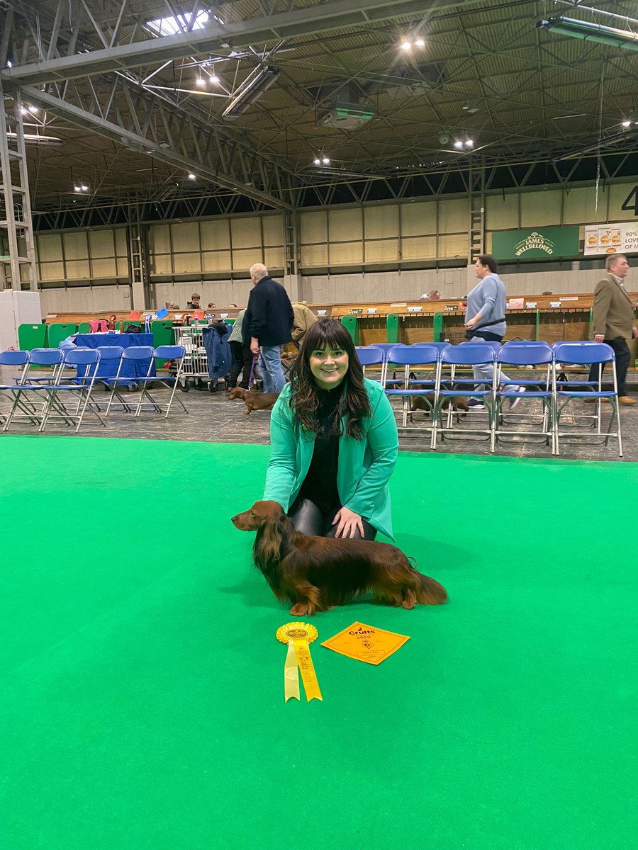 So this happened yesterday 🤣🤣 Cannot believe Teddy placed 3rd in his class at <a href="/Crufts/">Crufts</a> yesterday!! So so proud of this little guy!! Flying the flag for Irish doggies kn the world stage 🍀❤️ #Crufts