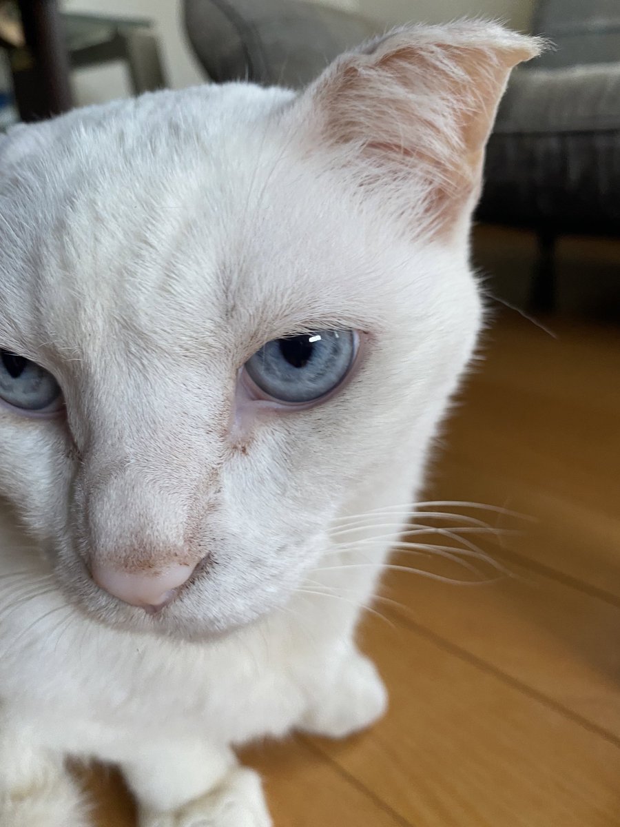 ブチギレ
 #第2回Twitterキレカワ猫大会