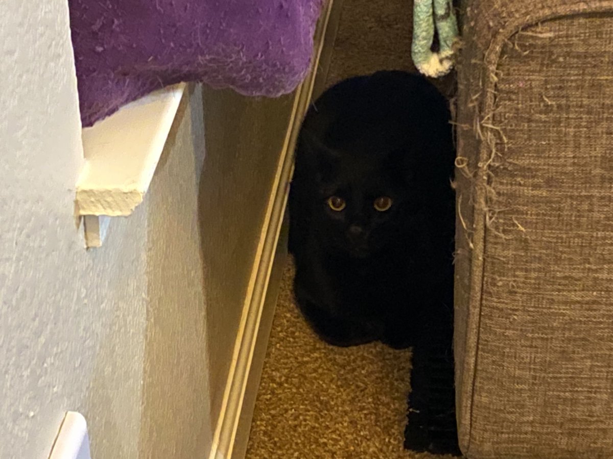 RocketCatRescue's tweet photo. Void wobl #wobmob #teamwobble https://t.co/K7arxdezPs