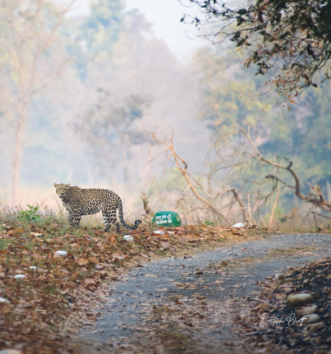 A bend in the road. An ecosystem shot of Leopard in the terai forest. @trikansh_sharma @pargaien