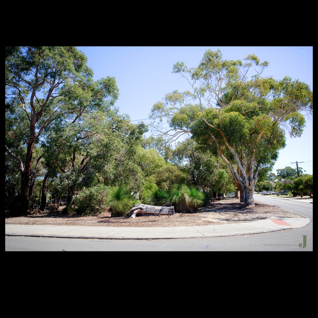 The clever residents of Palmyra in Western Australia have turned this suburban corner into a small bush park ... view full size images at view full size images at jay-heifetz.pixels.com/featured/bush-…  .... #wa #perthlife #perthisok #urbanlistperth #city #australia #urbandesign #bushpark #park