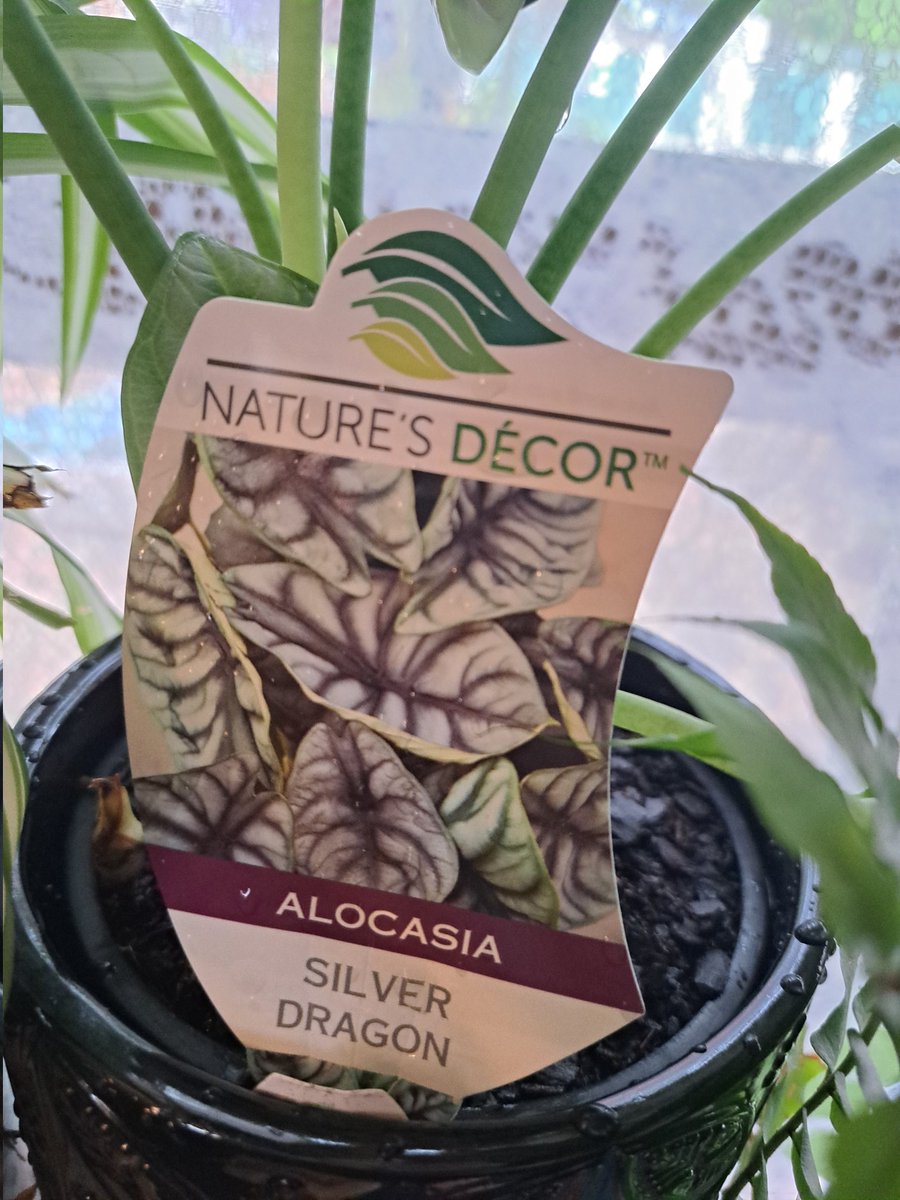 today I hung out with a friend and we went to bunnings and I saw a plant that I thought looked goth and so we each bought one 

✨️nature's decor✨️