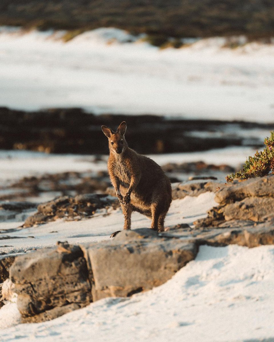 If you find any two-pronged tracks in the sand, you’ll know who left them… 🦘 📍 Wallaby at Friendly Beaches, Freycinet National Park, East Coast Tasmania  📷 IG/otgianuphoto #DiscoverTasmania