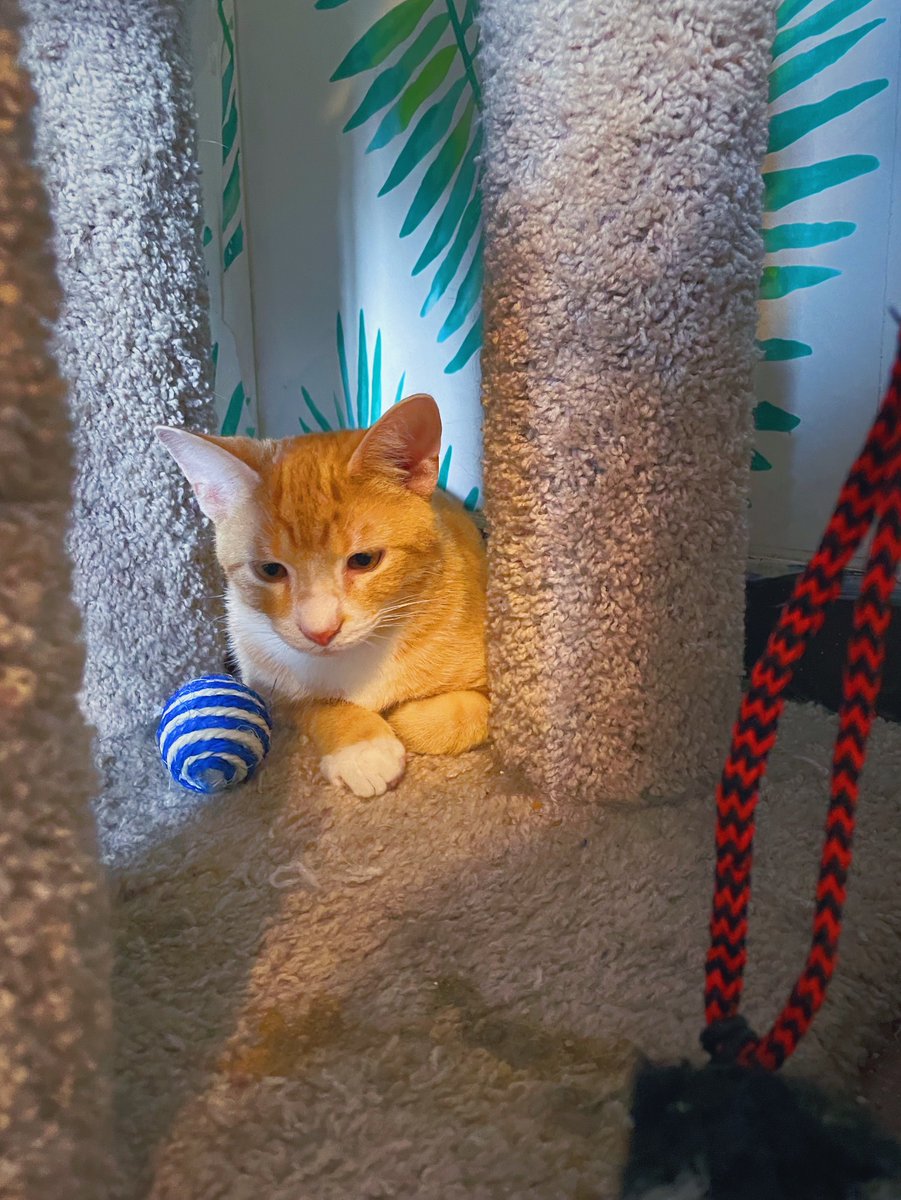 milkmanthecat's tweet photo. A year ago today, broken as a man could ever be, I walked in to a shelter. The very last cat I met was a shy, scared little boy with his face buried deep in a corner.

I was drowning; you were my life raft. Happy Gotcha Day, Milkman. I love you more than you'll ever, ever know. https://t.co/mrzj7Tf1T5