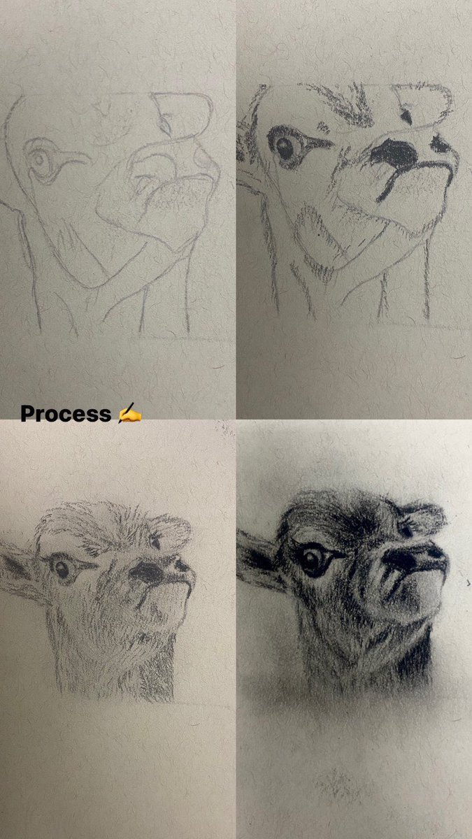 Sumaia_Art's tweet photo. مراحل الرسم
#رسم #فن #حيوانات #animlaart #drawing https://t.co/E8F3hlV0XE