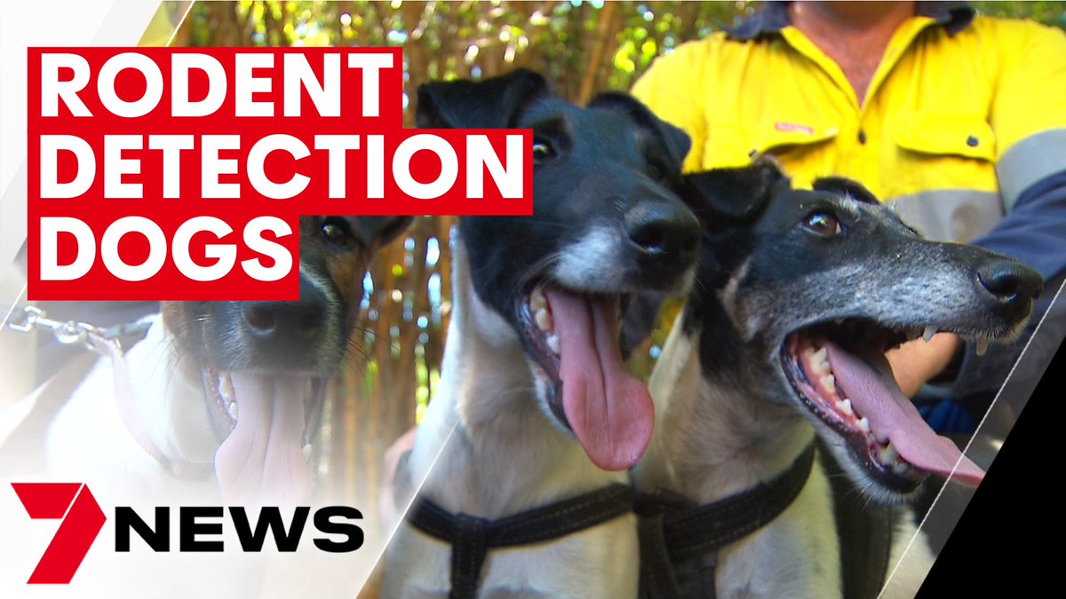 7NEWS Queensland (@7newsbrisbane) on Twitter photo Brisbane City Council has unveiled its latest weapon in the war on rodents as numbers rise across the South East. Molly the five-month-old terrier can smell a rat and she's about to hit our worst-infested suburbs. youtu.be/EQXMmKP67Dw <a href="/samheathwood7/">Samantha Heathwood</a> #7NEWS Brisbane City Council has unveiled its latest weapon in the war on rodents as numbers rise across the South East. Molly the five-month-old terrier can smell a rat and she's about to hit our worst-infested suburbs. youtu.be/EQXMmKP67Dw <a href="/samheathwood7/">Samantha Heathwood</a> #7NEWS