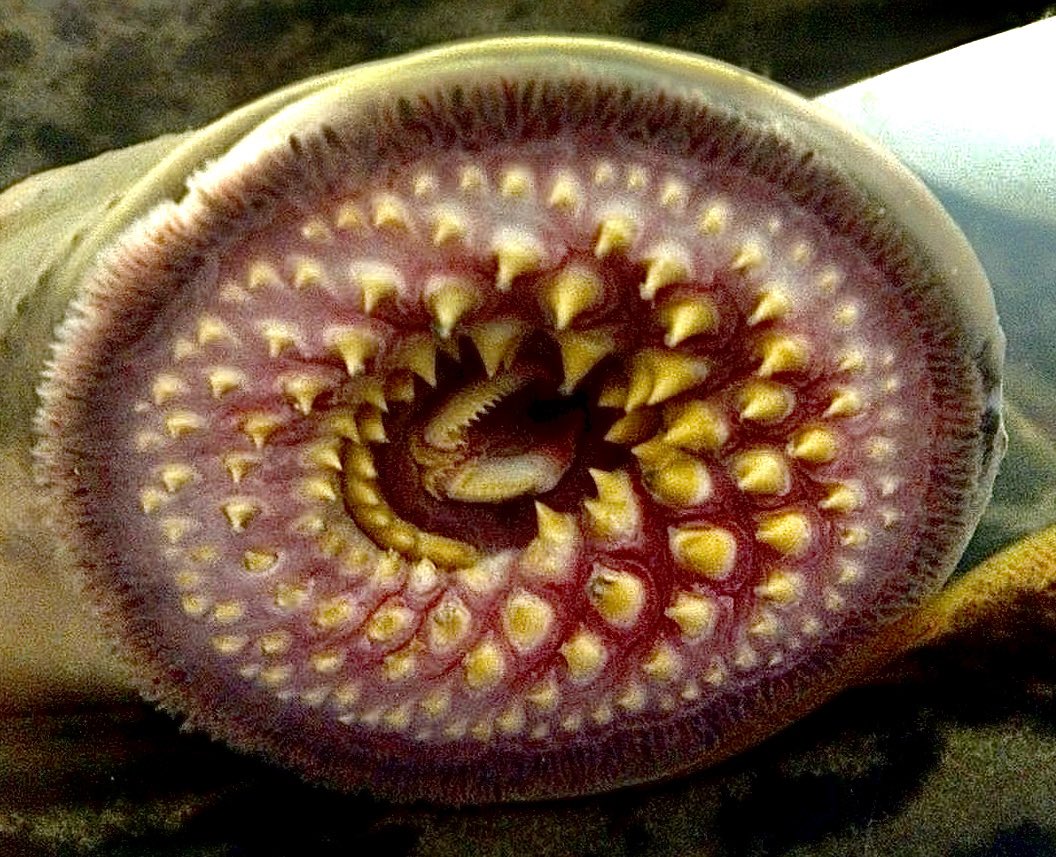 Jose Carlos Capel tweet media