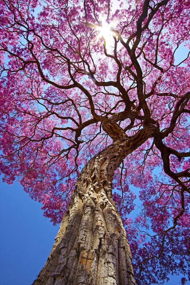 jrtreesvc's tweet image. What&apos;s Tree Thinning...is my tree too fat?

You may want to consider tree thinning so the wind passes easily through your trees during high winds.

Call the  tree professionals at JR&apos;s Tree Service and Landscape for all your tree service needs, 626-523-9362.

#treethinning