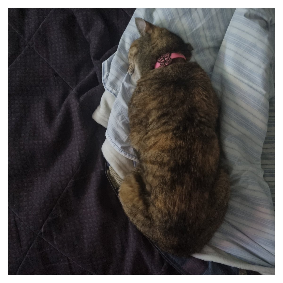 jp_salas's tweet photo. Dormir incómodo, haciendo contorsionista? Si, siempre si, pero solo por ella 😍
.
#CostaRica #gato #straycat #Cucha #gatocallejero #cajas #amordelbueno #Samsung #galaxys21plus #viajarliviano https://t.co/OV3mZbCDWt