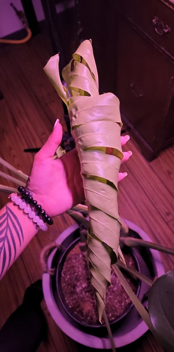 pottedperf's tweet photo. my biggest monstera https://t.co/PfZhfyentz