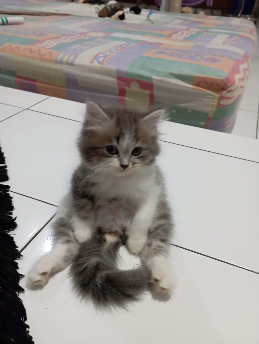 Hidup itu capek bgt yh kak 🐈‍⬛