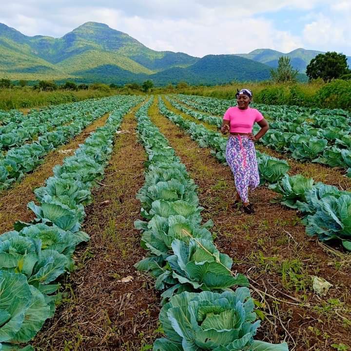 Agric_young's tweet photo. My name is Anita Mavezera (23). I studied tourism &amp; hospitality. I am Zimbabwean, but I am currently farming in SA 🇿🇦. My company's name is Agriculture Lovers, and I have two #farms where I produce #vegetables.

#agriculture #farming #farmer Boity  #agribusiness #farmlife #NOTA https://t.co/gAmv9mnZGv