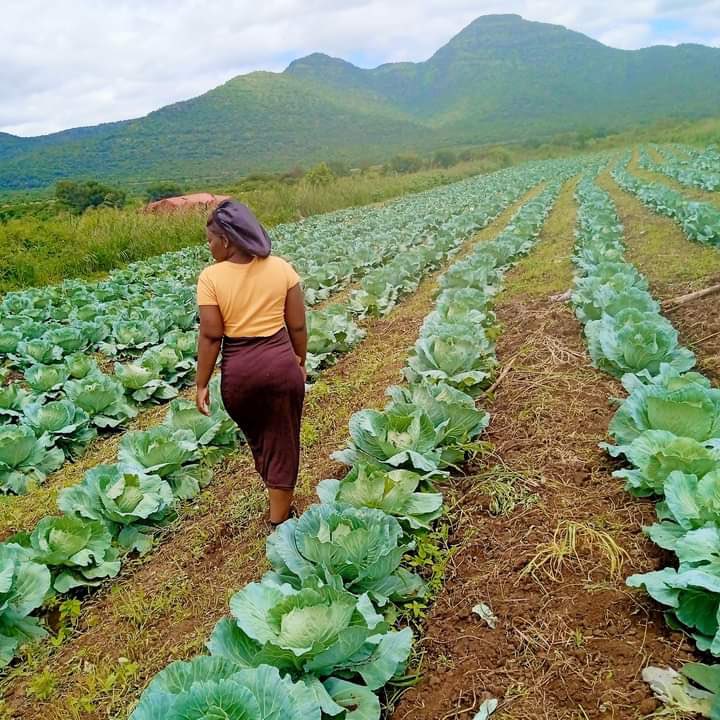 Agric_young's tweet photo. My name is Anita Mavezera (23). I studied tourism &amp; hospitality. I am Zimbabwean, but I am currently farming in SA 🇿🇦. My company's name is Agriculture Lovers, and I have two #farms where I produce #vegetables.

#agriculture #farming #farmer Boity  #agribusiness #farmlife #NOTA https://t.co/gAmv9mnZGv