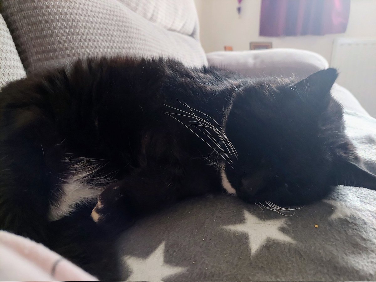 foxy5794's tweet photo. Sunday .....snuggles......snoozing....snoring 💤🐈‍⬛️🐾💕
#SuperSeniorCatsClub #CharlieCat #CatsOfTwitter #CatsAreFamily https://t.co/Kr50daeMmy