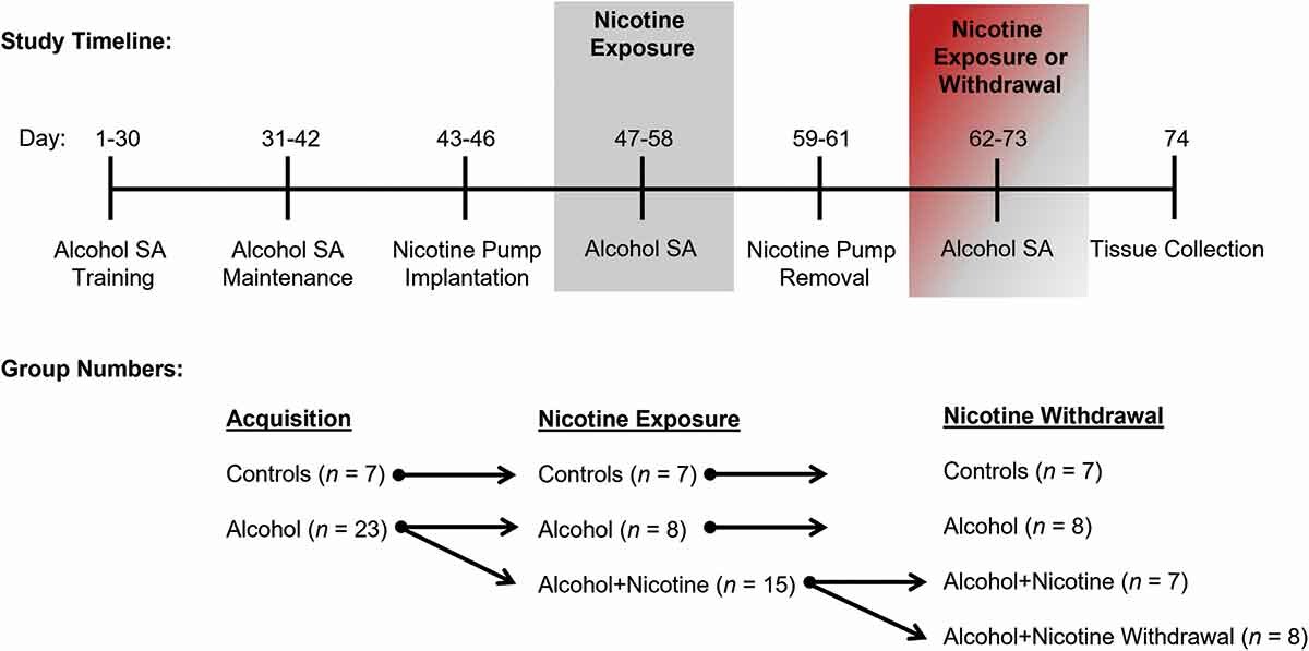 #Alcohol self-administration &amp; #NicotineWithdrawal alter #biomarkers of #stress &amp; #inflammation &amp; prefrontal cortex changes in Gβ subunits

Cruz <a href="/CeciAHinojosa/">Dr. Cecilia A. Hinojosa</a> <a href="/RobertoCG96/">Roberto Castro Gutierrez</a> <a href="/ValentinaVozel1/">Valentina Vozella</a> <a href="/GadadBharathi/">Bharathi Gadad</a> <a href="/LauraEODell/">Laura O’Dell</a> et al

→ doi.org/10.1080/009529…

#Nicotine #Comorbidity