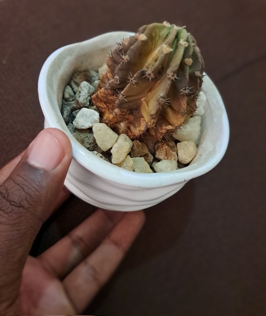 duke silver on Twitter "how do yall kill succulents, they literally