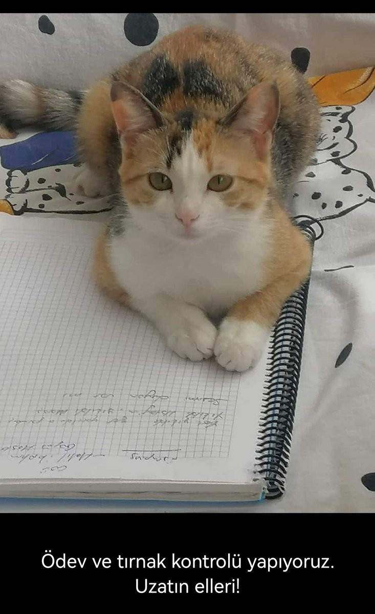 Mahmut Hasgül (@mahmut_hasgul) on Twitter photo 