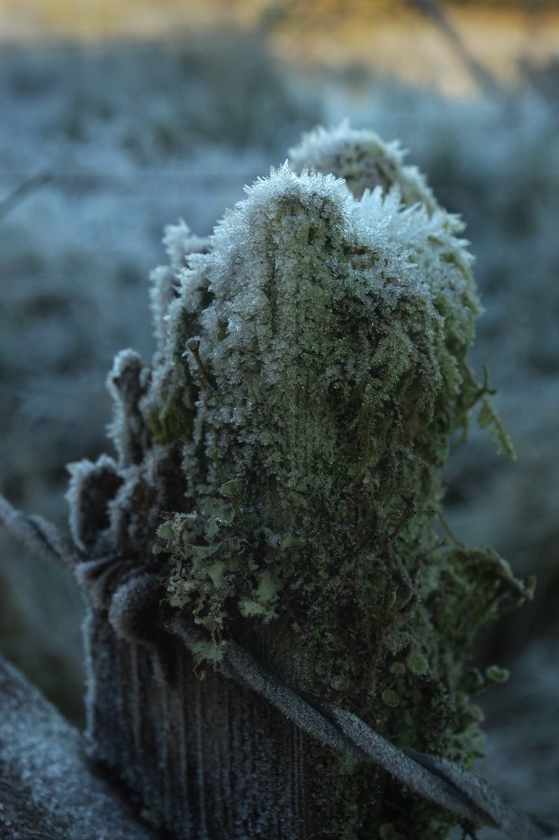 wilde_eep's tweet photo. Frosted Lichens #FencepostOfTheWeek https://t.co/9Rh4qL1rSu