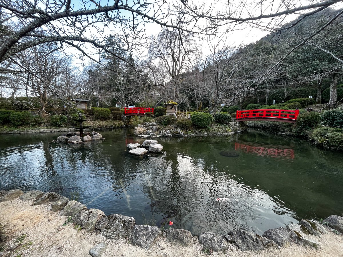 kuratmicecs's tweet photo. 桜の季節を前に、打吹公園の羽衣池が清掃されました。鯉たちが気持ちよさそうに泳いでいます。

そして、桜の蕾は今日3/12のお昼時点でこのような状態。半分ほど緑になっていました。
3月下旬から倉吉市内各スポットの桜開花状況を下記のページでお伝えします。
https://t.co/0KFZZ3H6IC https://t.co/Gl78qerFk3