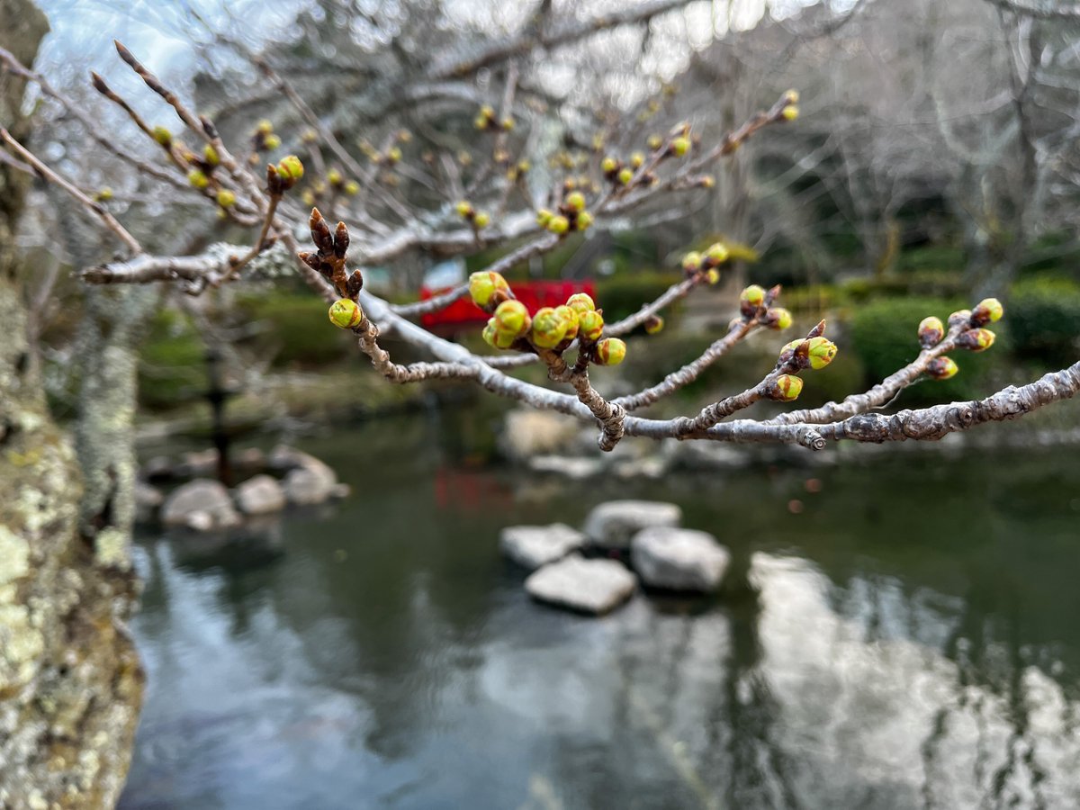 kuratmicecs's tweet photo. 桜の季節を前に、打吹公園の羽衣池が清掃されました。鯉たちが気持ちよさそうに泳いでいます。

そして、桜の蕾は今日3/12のお昼時点でこのような状態。半分ほど緑になっていました。
3月下旬から倉吉市内各スポットの桜開花状況を下記のページでお伝えします。
https://t.co/0KFZZ3H6IC https://t.co/Gl78qerFk3