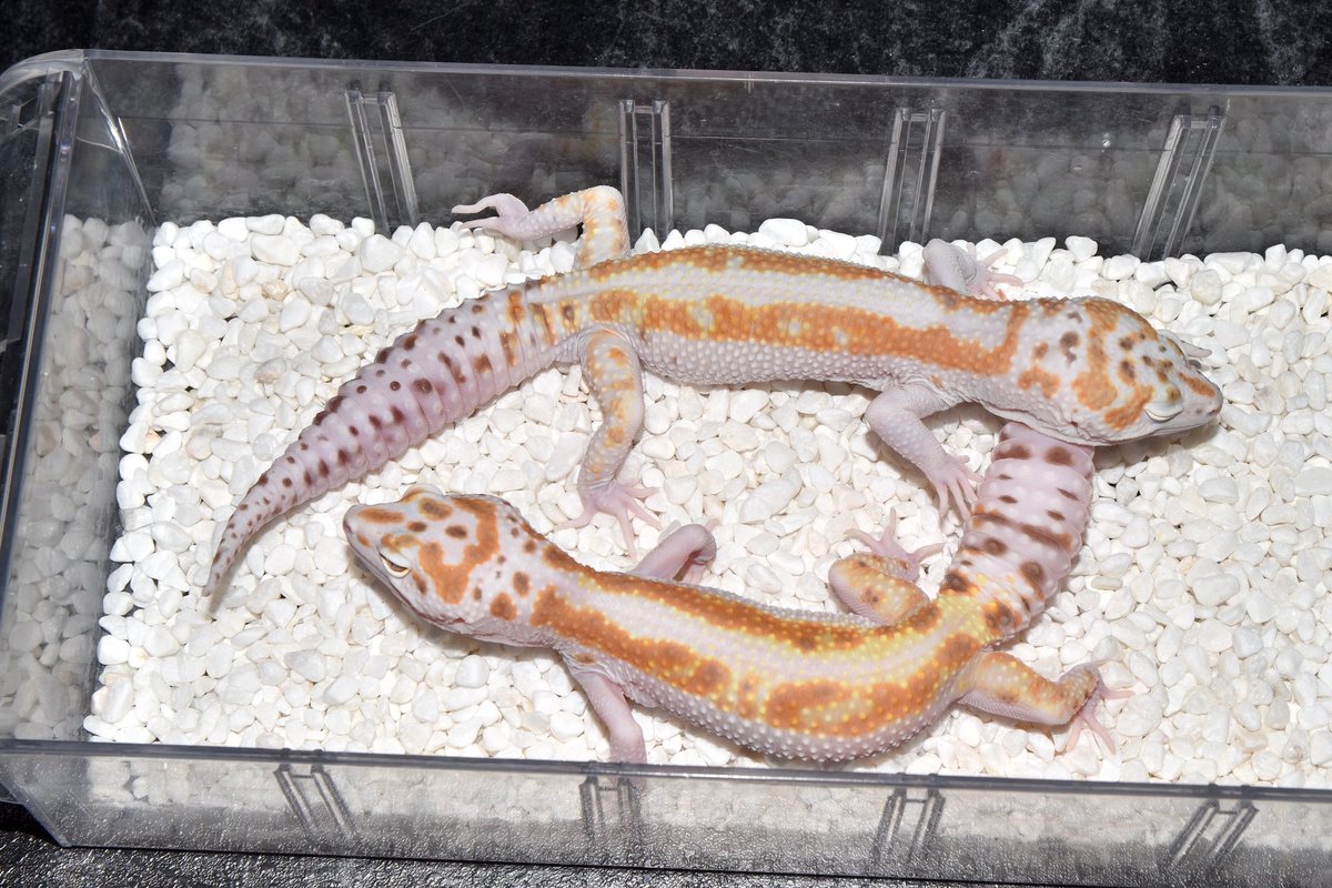 Leopard Gecko High Endの輸出が可能です。
クオリティの良い卸売も可能なので 
興味のある業者の方はラインをください！
Line : Mygecko

Wy Bell Stripe