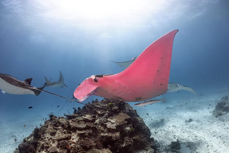 Bouteflikov's tweet photo. En 2020, en Australie, Kristian Laine a photographié la seule raie manta rose connue dans le monde. https://t.co/H7fkcimVyl