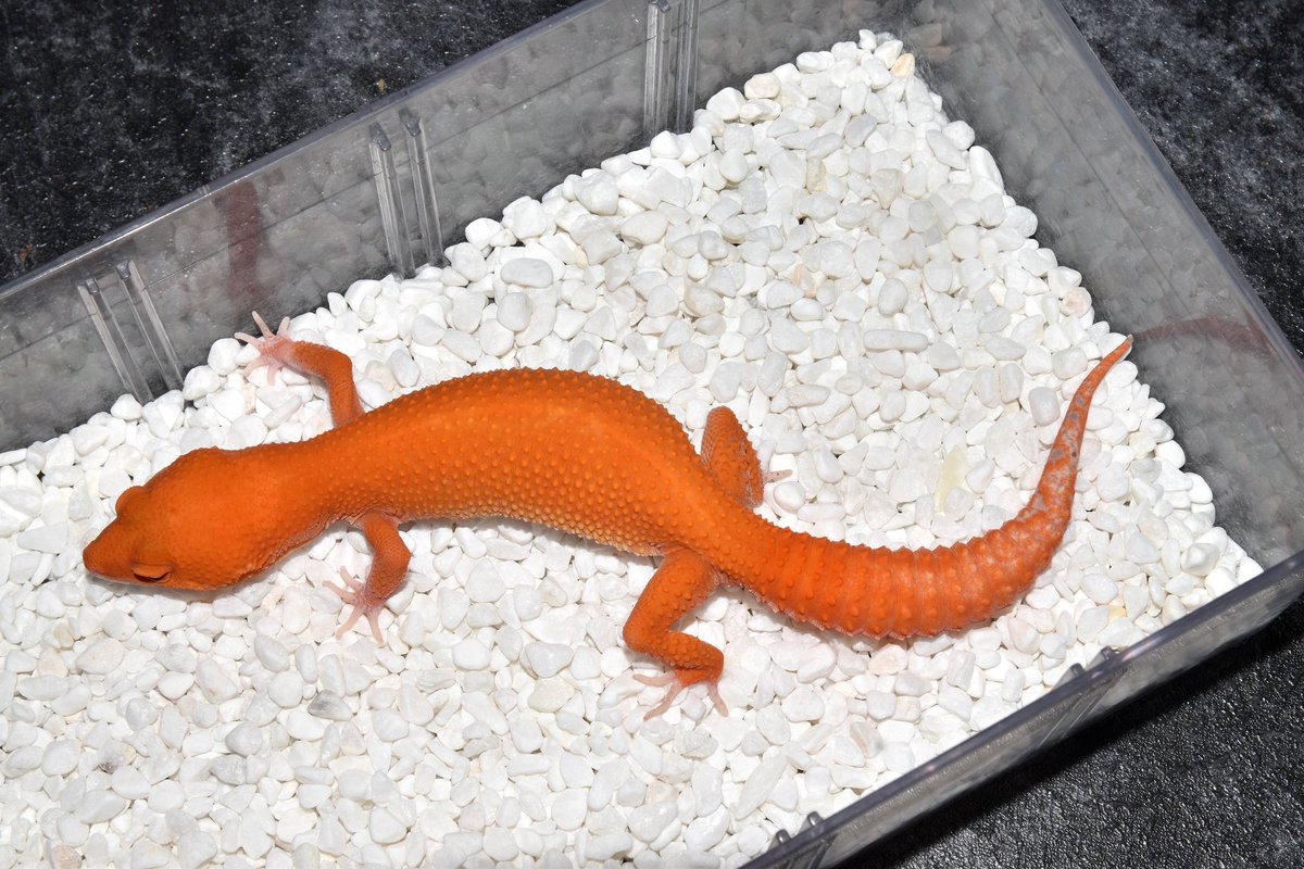Leopard Gecko High Endの輸出が可能です。
クオリティの良い卸売も可能なので 
興味のある業者の方はラインをください！
Line : Mygecko

Red Devil
Wy RainingStripe