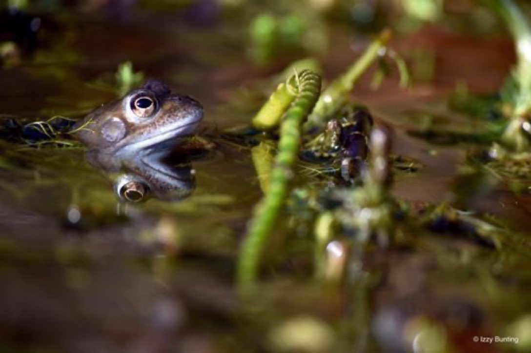 We're losing our wildlife. Frogs, butterflies, bumblebees, hedgehogs, moths, bats, insects, birds, toads are all struggling. But with 16 million UK gardens, if more of us garden in a nature-friendly way, the impact could be huge! It's easy. And nature is good for us. Who's in?