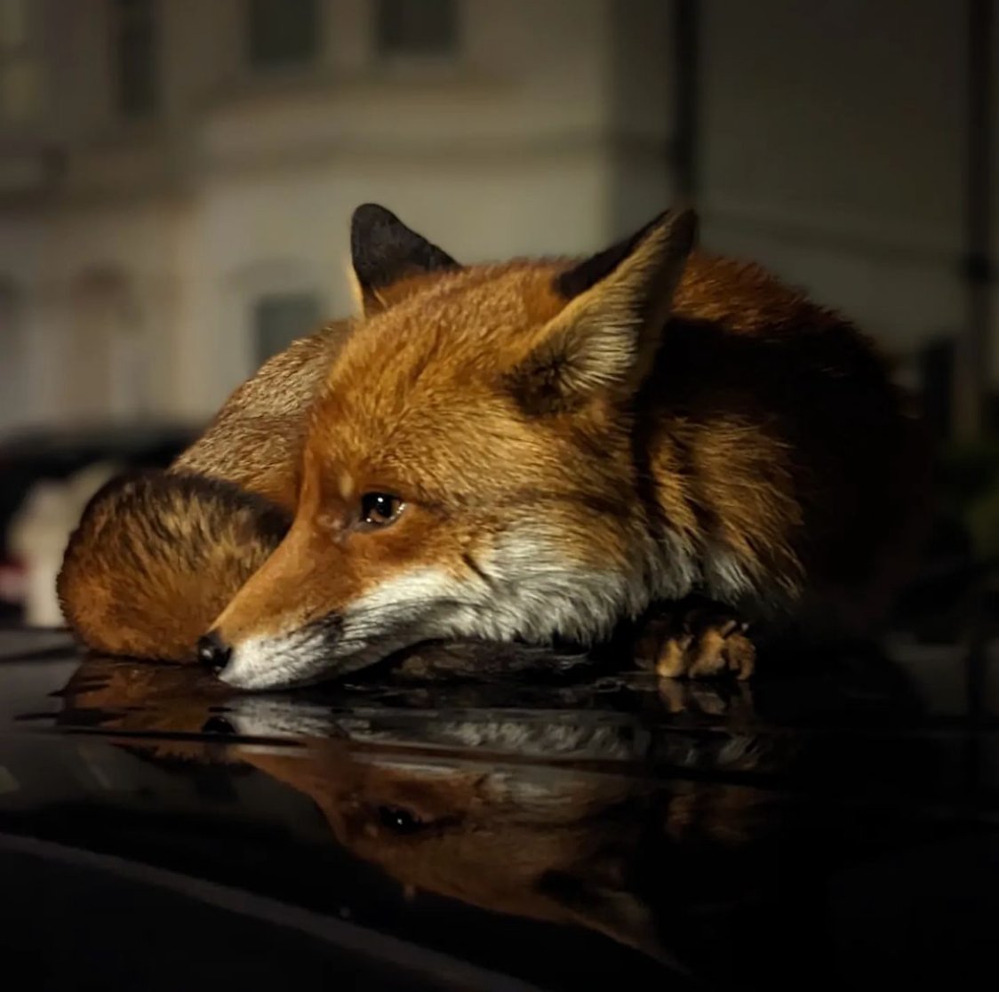 ChrisGPackham's tweet photo. Urban fox , reflected - thank you @shonamacdonaldart for todays fox ! Share yours using #FoxOfTheDay https://t.co/XCOfRPLdVo