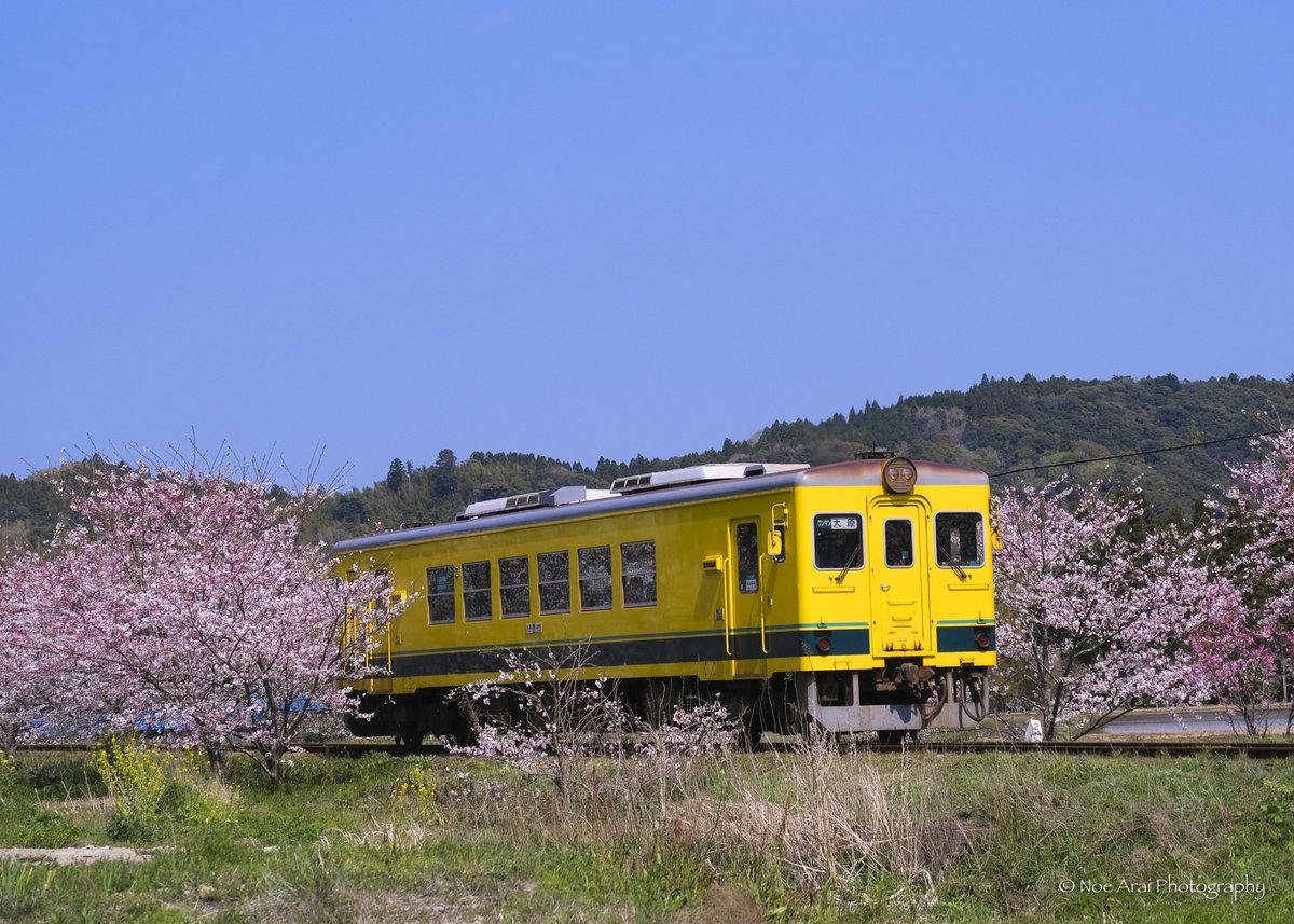 春の気動車 1時間に1本もないローカル線 車窓にも桜が映って綺麗でした。^-^*