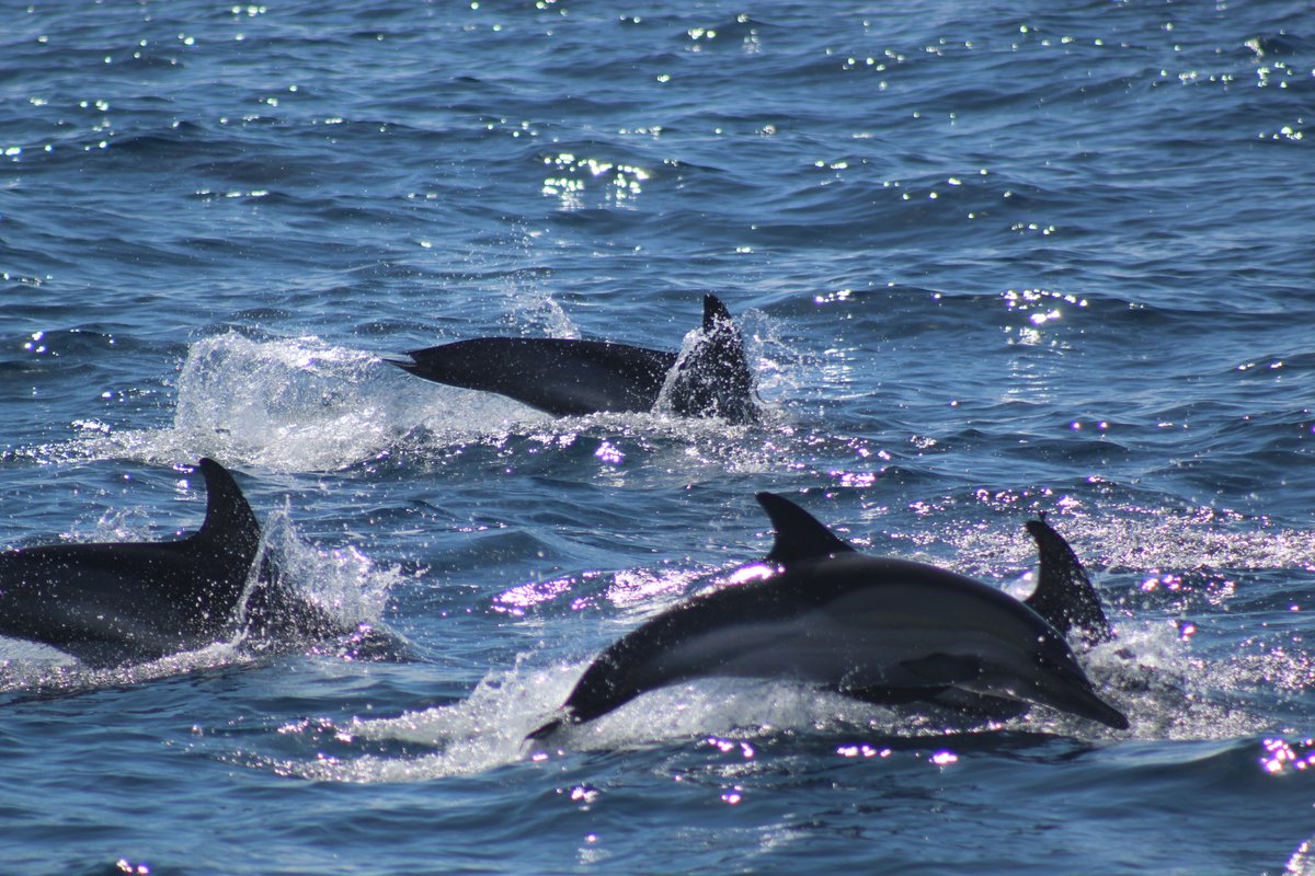 the_fair_earth's tweet photo. These dolphins are porpoising - making small jumps whilst swimming at high speeds
This is something they cannot do in captivity as they don't have the space, so choose ethical dolphin watching boats!
Photos: Ben
#dolphins #freedolphins #dolphinspotting #tenerife https://t.co/LRteTk21t2