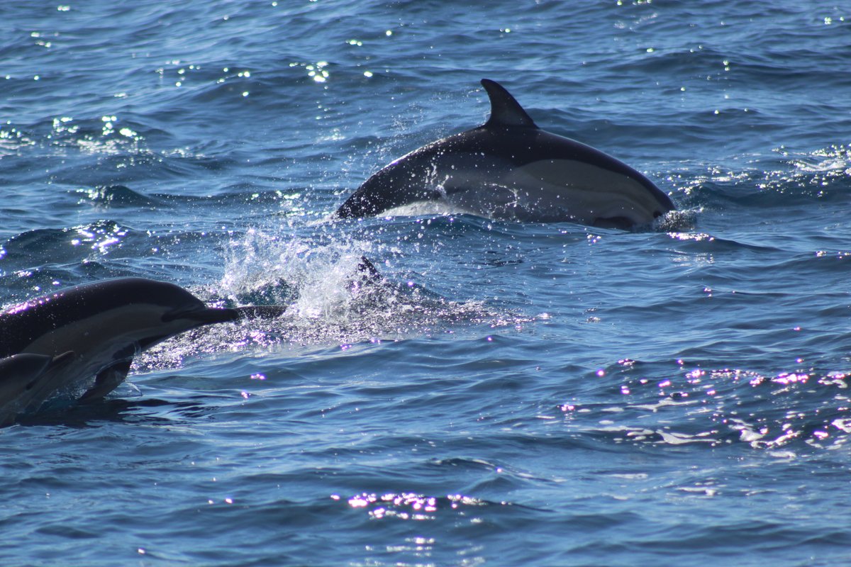 the_fair_earth's tweet photo. These dolphins are porpoising - making small jumps whilst swimming at high speeds
This is something they cannot do in captivity as they don't have the space, so choose ethical dolphin watching boats!
Photos: Ben
#dolphins #freedolphins #dolphinspotting #tenerife https://t.co/LRteTk21t2