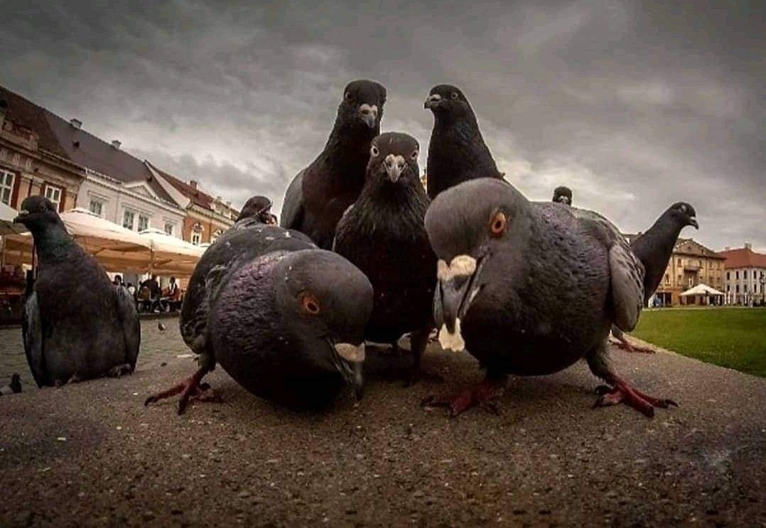 its_smith22's tweet photo. Tunatake over Nairobi mzima, east, west mpaka cbd😂😂 https://t.co/h5xwzL3thG