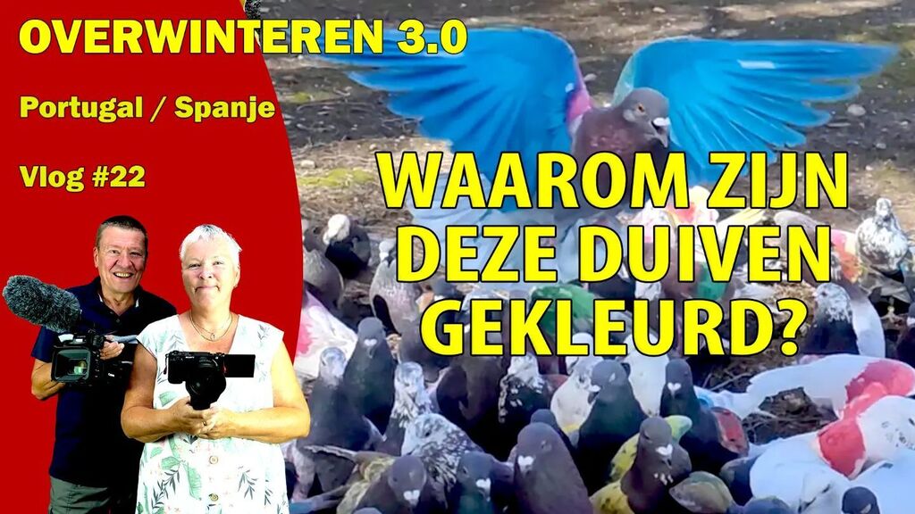 tv_camper's tweet photo. Onze nieuwe video is online!
We bezoeken twee plaatsen waar we goede herinneringen aan hebben. Ook zien we een bijzondere vorm van de duivensport.
#overwinteren #camperen #campers #campertv #camperplaats #camperplek #kampeerauto #camperlife #camperlife… https://t.co/nNNo1G7eqv https://t.co/amtnoJ2s8c