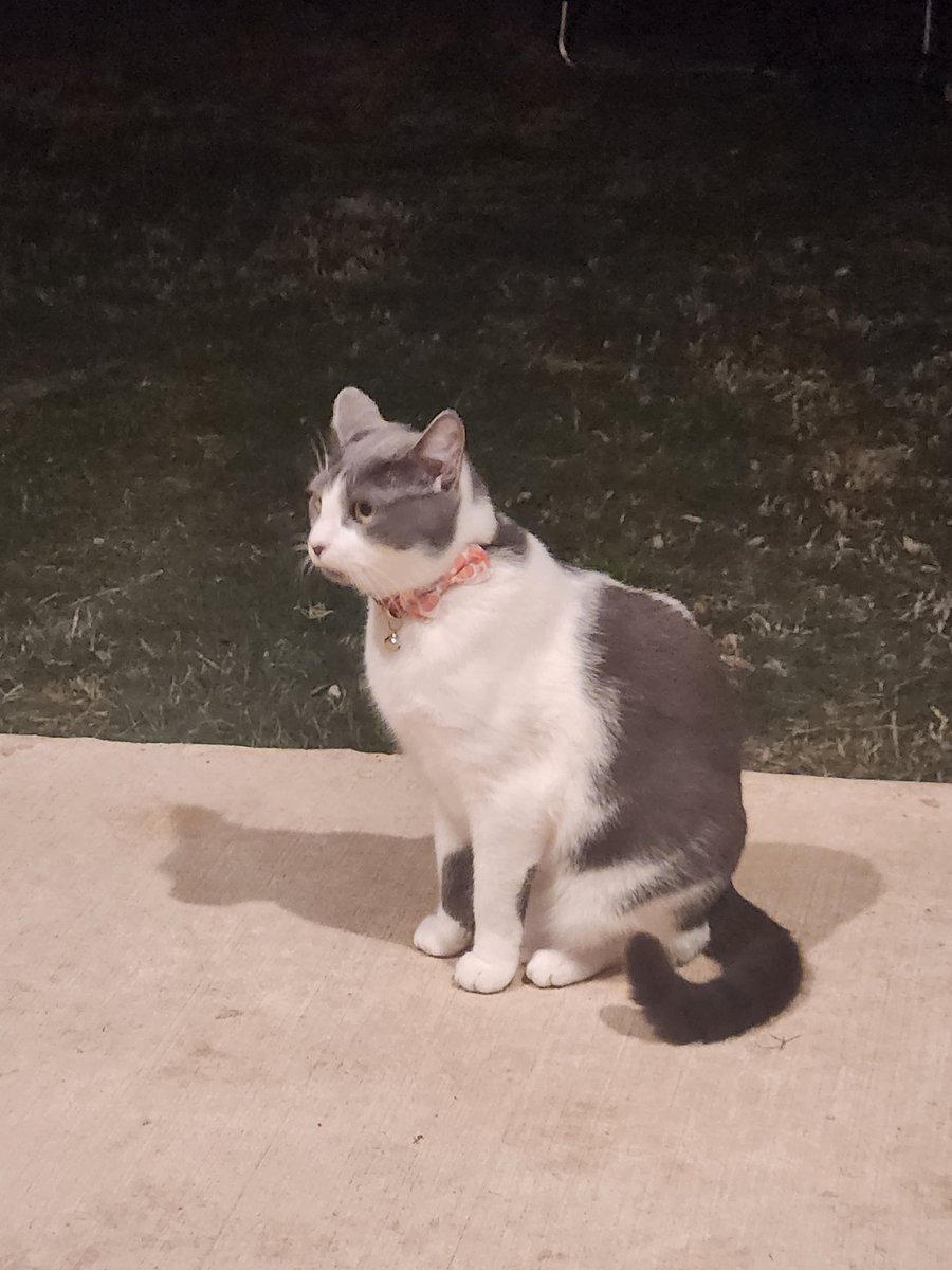 MrRikerMeow's tweet photo. Imma go outside https://t.co/UCUMw4AwXE