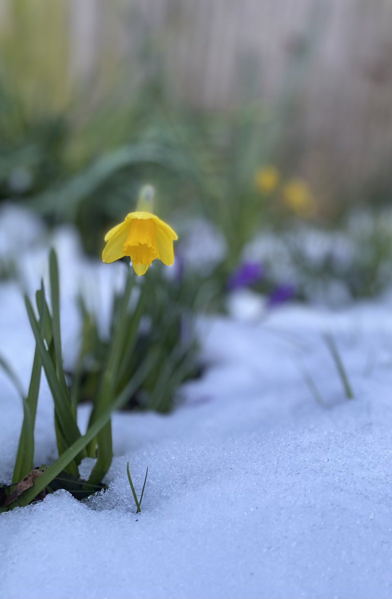 MeadusDavid's tweet photo. Back garden https://t.co/wexNusnN1z