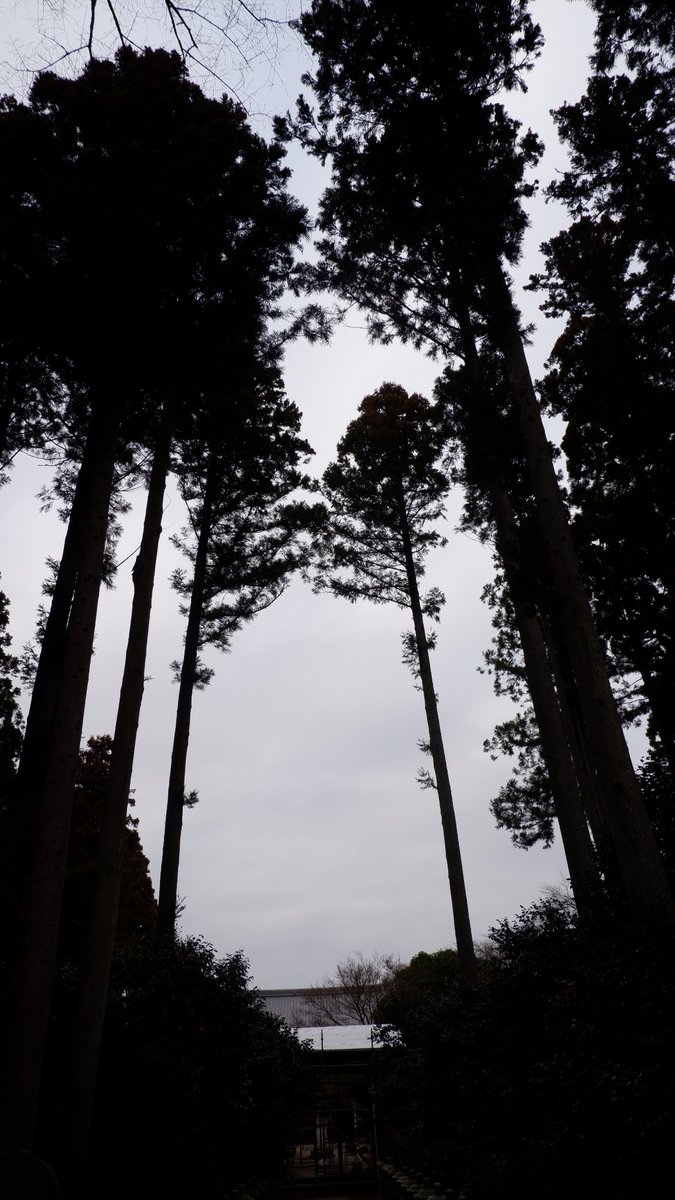 Roshi Rabbit tweet media