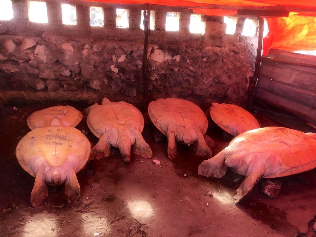 BarkhadleAbdulk's tweet image. Unfortunately, Sea turtles using for commercial and medical purposes in some regions of #Somalia. It is our duty to care for this endangered species which is defenceless on earth.  @MFMRSomaliya @SecureFisheries @conserveturtles @Dahmacane @AliifiyeAli