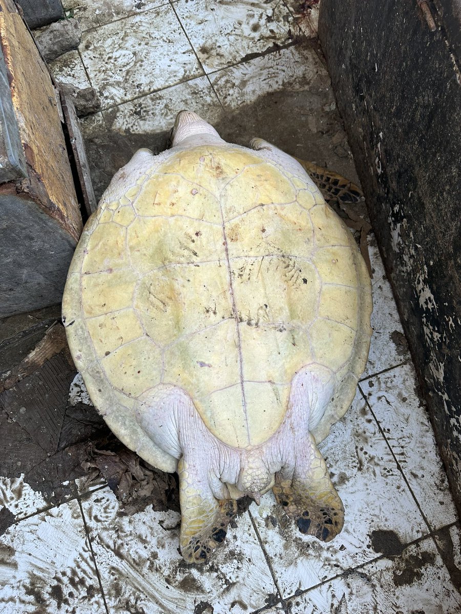 BarkhadleAbdulk's tweet image. Unfortunately, Sea turtles using for commercial and medical purposes in some regions of #Somalia. It is our duty to care for this endangered species which is defenceless on earth.  @MFMRSomaliya @SecureFisheries @conserveturtles @Dahmacane @AliifiyeAli