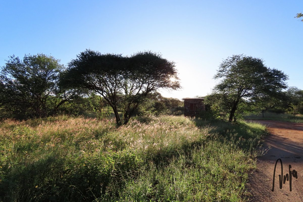 Late afternoon sun. #photography #nature #outdoors #ScenicsNature #scenery #environment #SundayFunday #goedemorgen #Francistown #Botswana #Africa #MagicalBotswana #SundayVibes