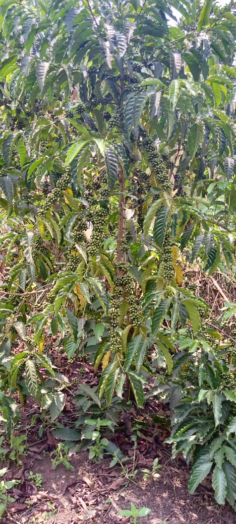 LNaikote's tweet photo. Plant coffee and own your future. https://t.co/d8pbAhDrde