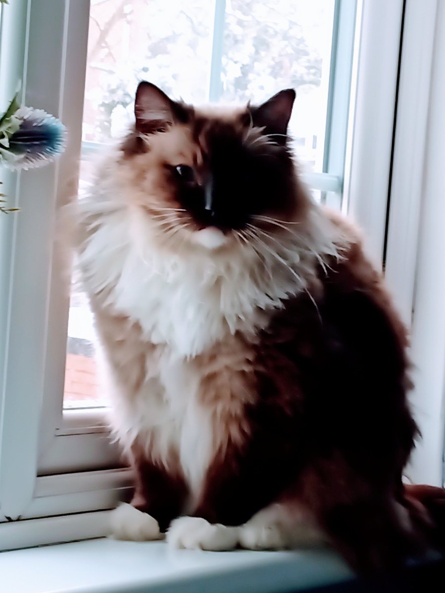 CatWome96887351's tweet photo. HELLO THERE 💕 ITS ME YOUR FRIEND WALTER WILLIAM 💕 HOPE YOU KNOW THAT I LOVE YOU ALL VERY MUCH 💕 HAVE A GOOD DAY 💞 TAKE CARE 💕 SENDING HUGS TO YOU ALL MY LOVELY FRIENDS 🤗💕 https://t.co/9u9BvYQiNE