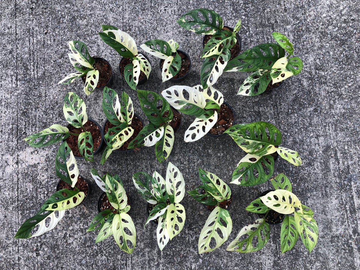 TT_plantstore's tweet photo. Monstera adansonii🌿

Tonmong Tonmai 🪴 Rare plants, variegated plants shop 🇹🇭
✈️ Worldwide shipping
 Please  https://t.co/iNsRxJGkyv 

#monstera #Monsteraadansonii #GardeningTwitter  #planttwitter #rareplants  #aroid #GardensHour 
#indoorplants #plantgarden #gardening #adansonii https://t.co/lqLCV2AG4n