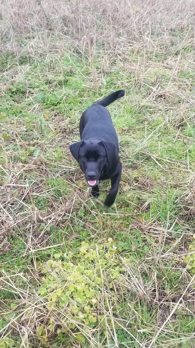 New town every hour on Twitter "Dillon, South Carolina Population