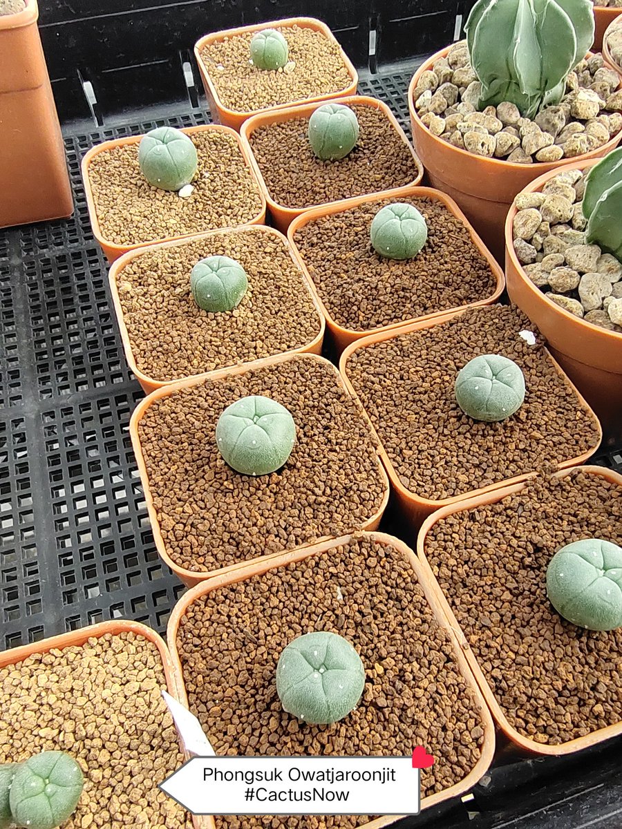 manow224's tweet photo. โตเร็ว ๆ นะ อีก 2 ปีก็ได้แล้ว ต้นละยี่สิบ 😅
#Lophophora #CactusNow https://t.co/pM2WtyuwdP