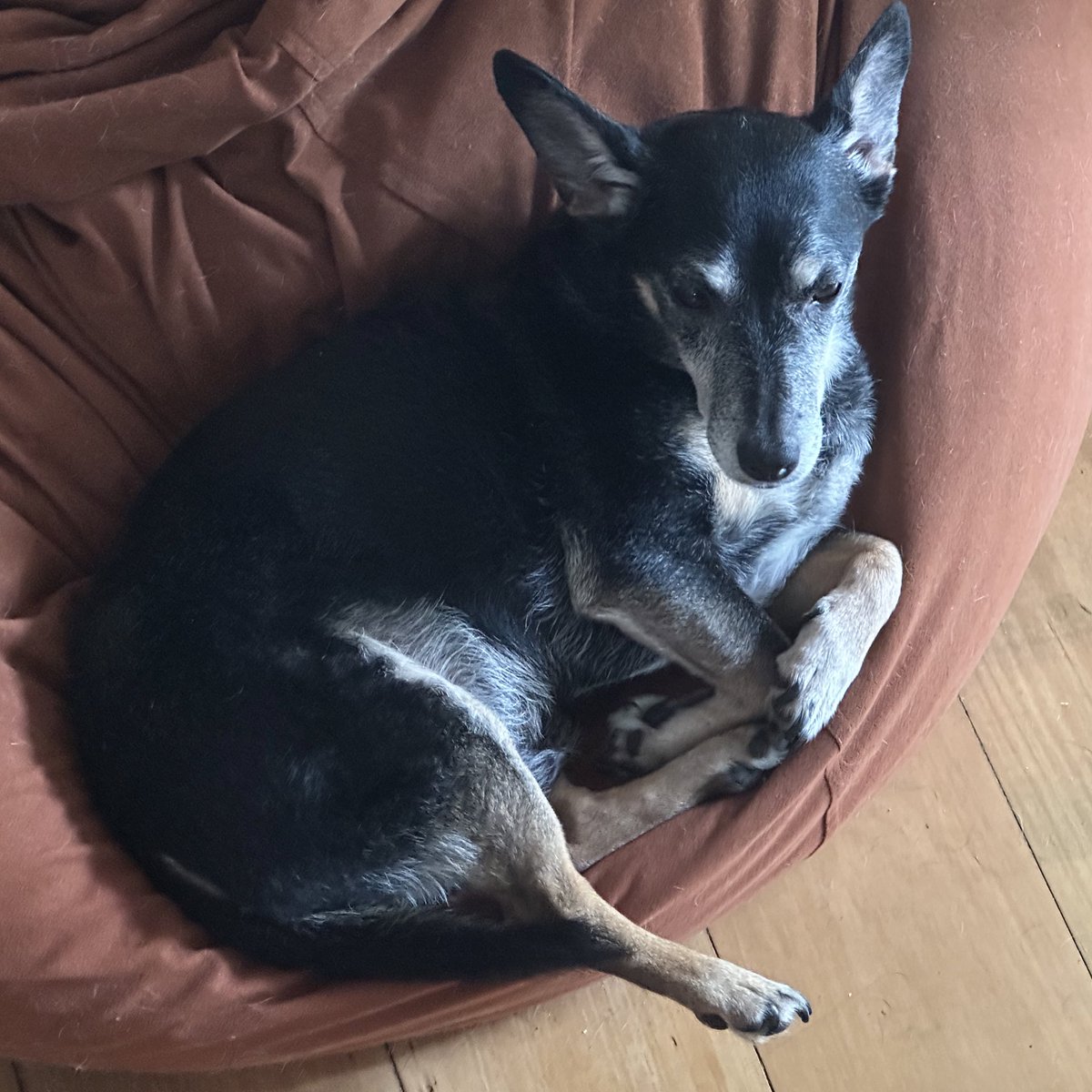 AardigOranje's tweet photo. #DogsofSokkahTwitter https://t.co/s6fgJsnamV